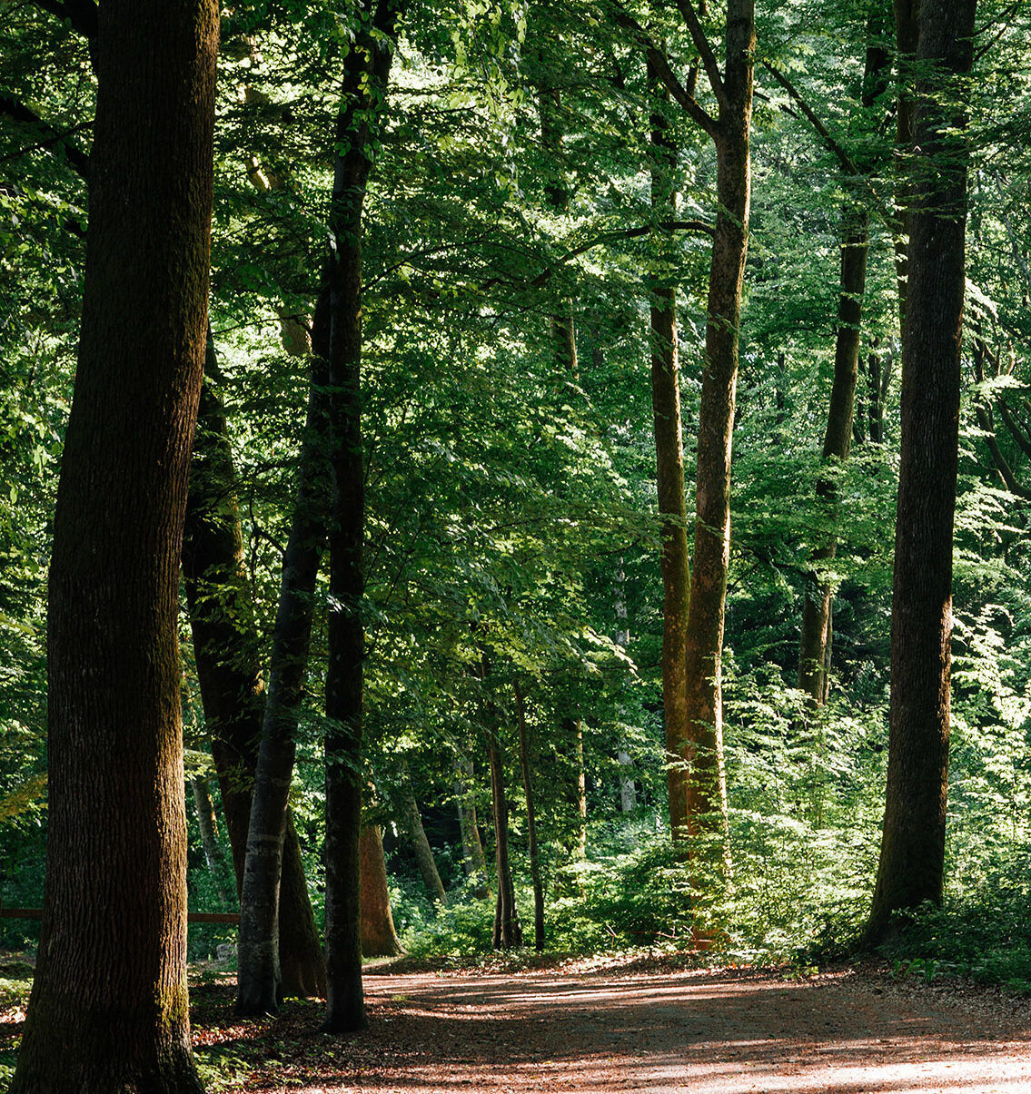 Balades en forêt et randonnées pédestres sont possibles à partir du gîte de la Futaie