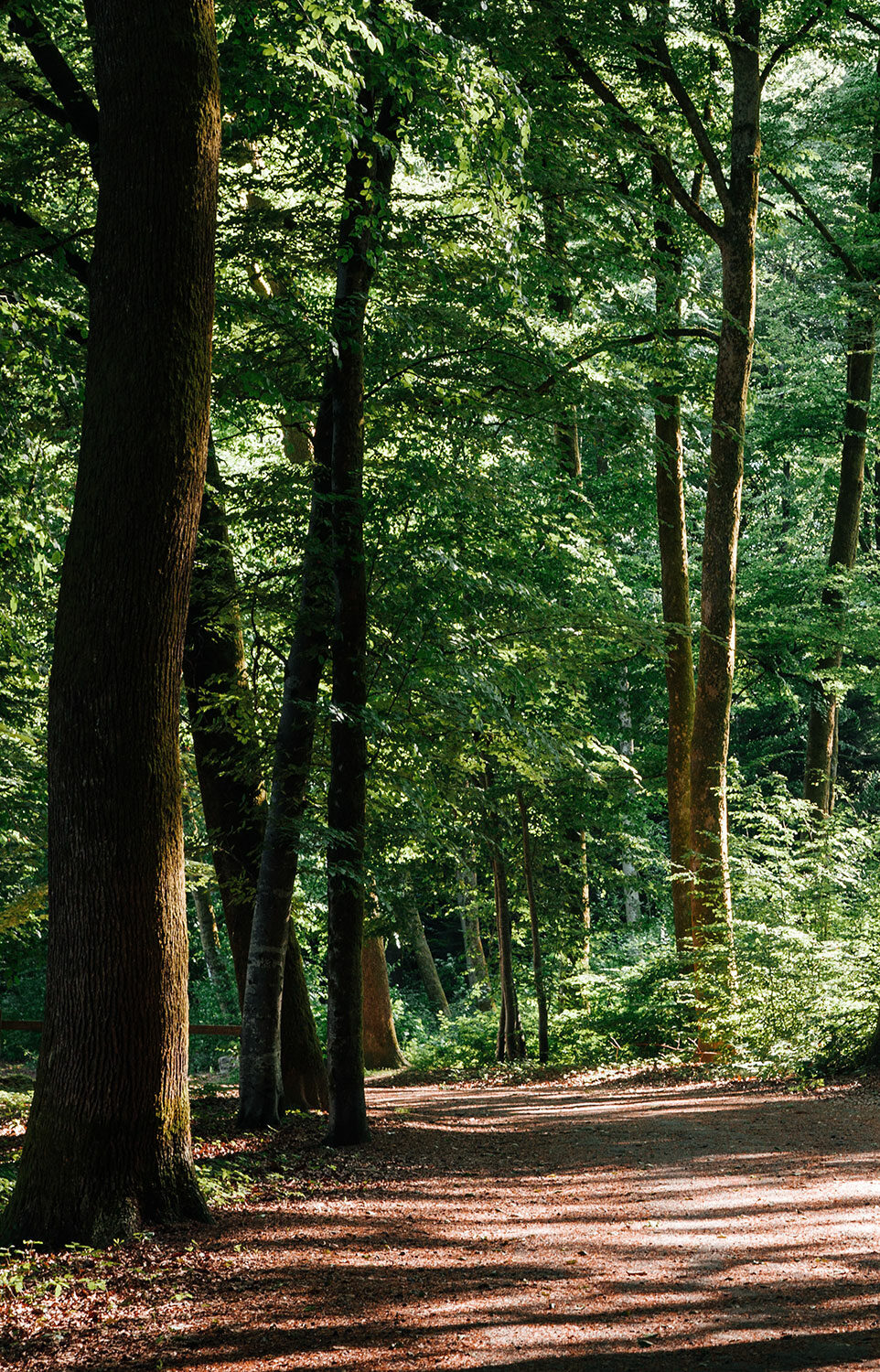 Balade en forêt sarthoise